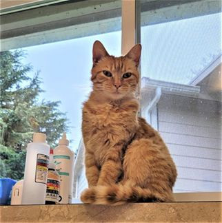 Shaker, an adoptable Domestic Short Hair in Arlington, WA, 98223 | Photo Image 2