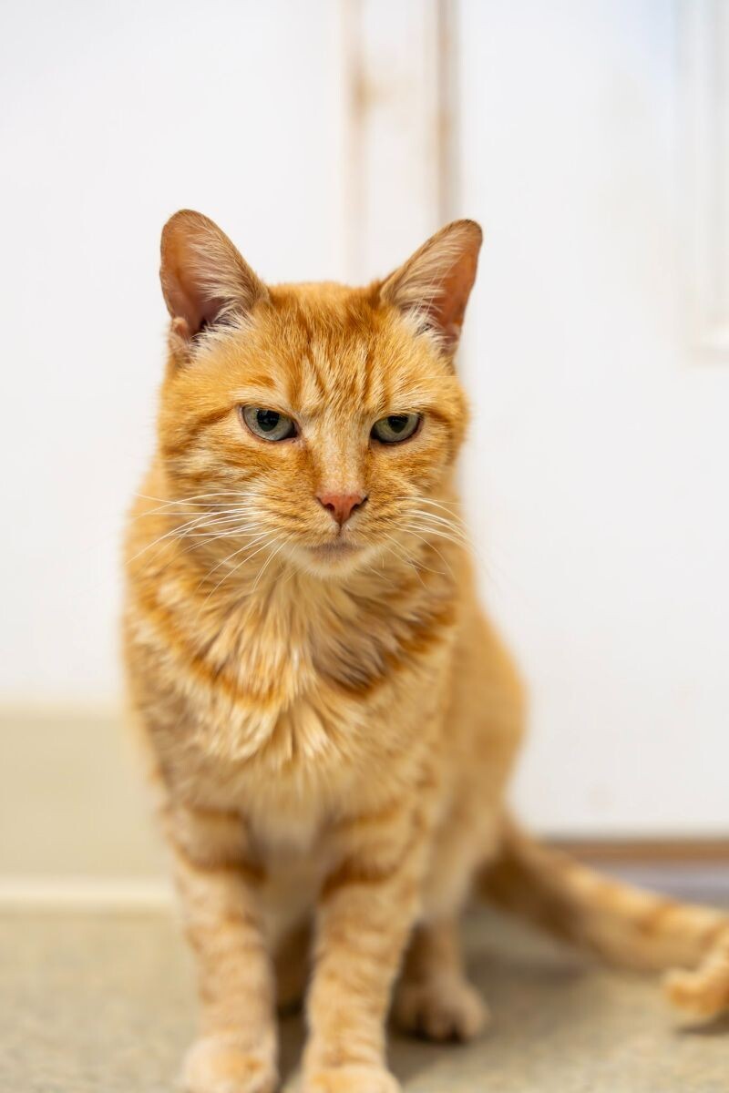 Shaker, an adoptable Domestic Short Hair in Arlington, WA, 98223 | Photo Image 3