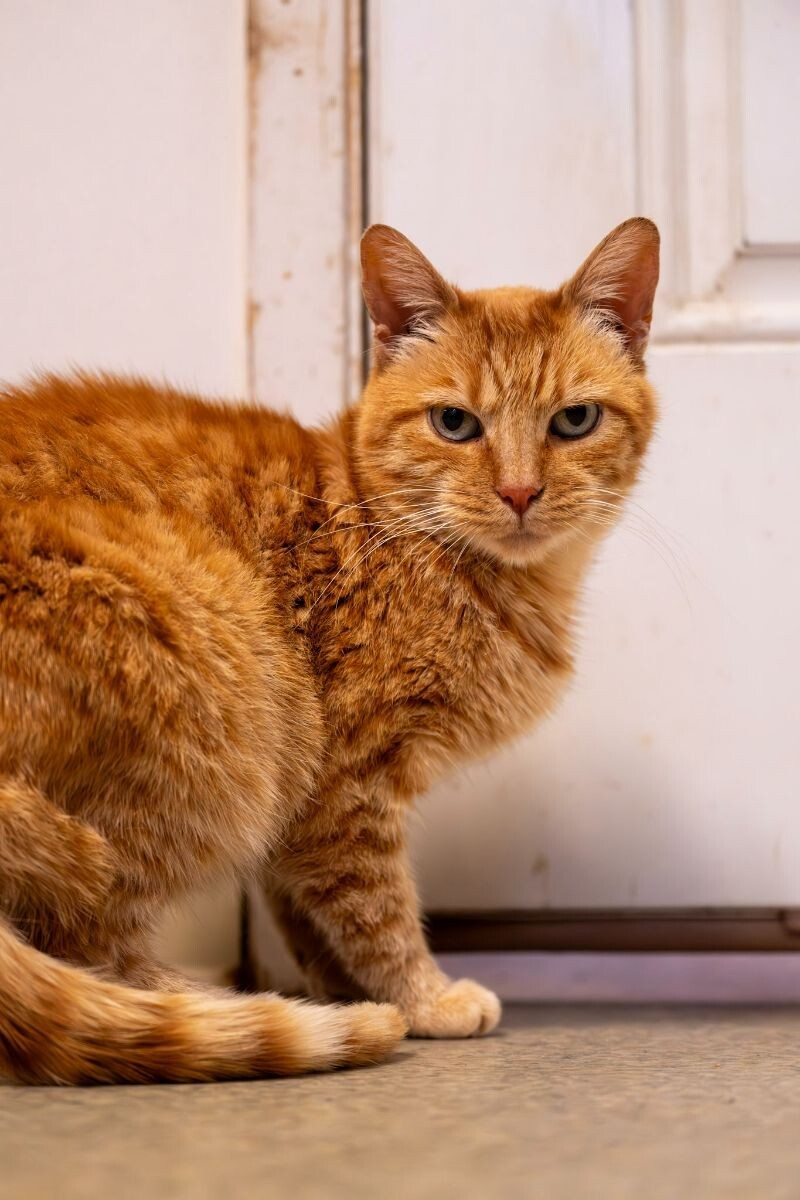 Shaker, an adoptable Domestic Short Hair in Arlington, WA, 98223 | Photo Image 4