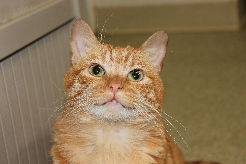 Shaker, an adoptable Domestic Short Hair in Arlington, WA, 98223 | Photo Image 5