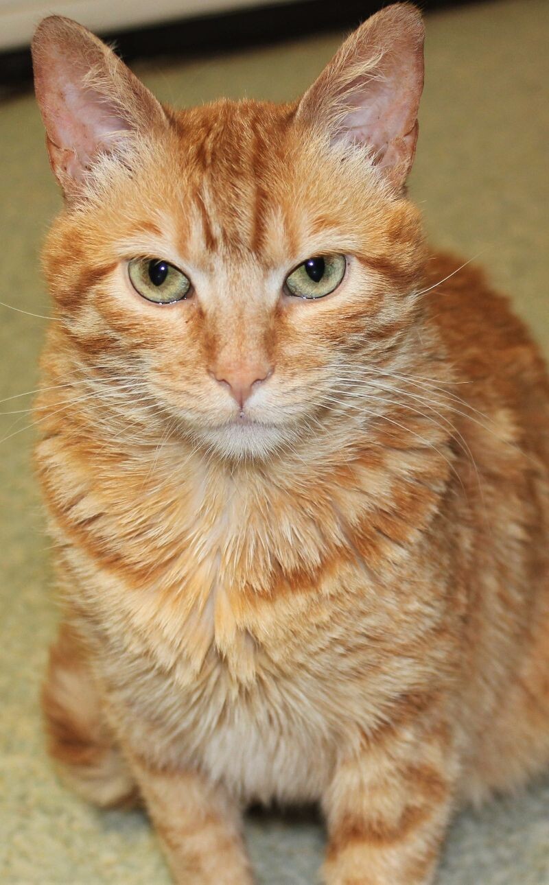 Shaker, an adoptable Domestic Short Hair in Arlington, WA, 98223 | Photo Image 6