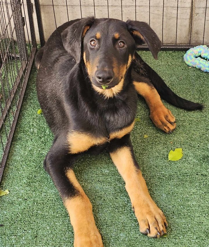 Doberman pinscher german shepherd sales mix