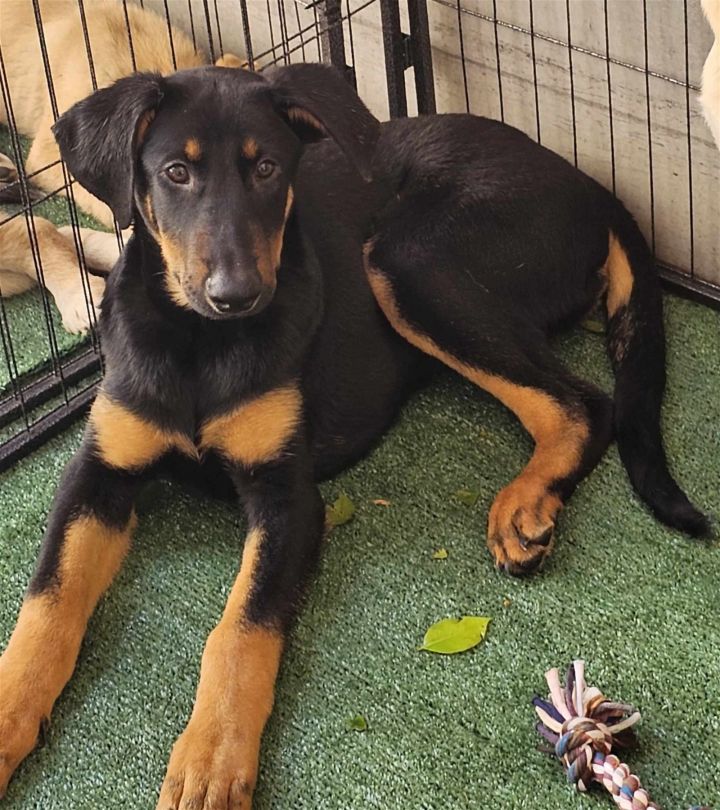 Doberman german shepard sales mix