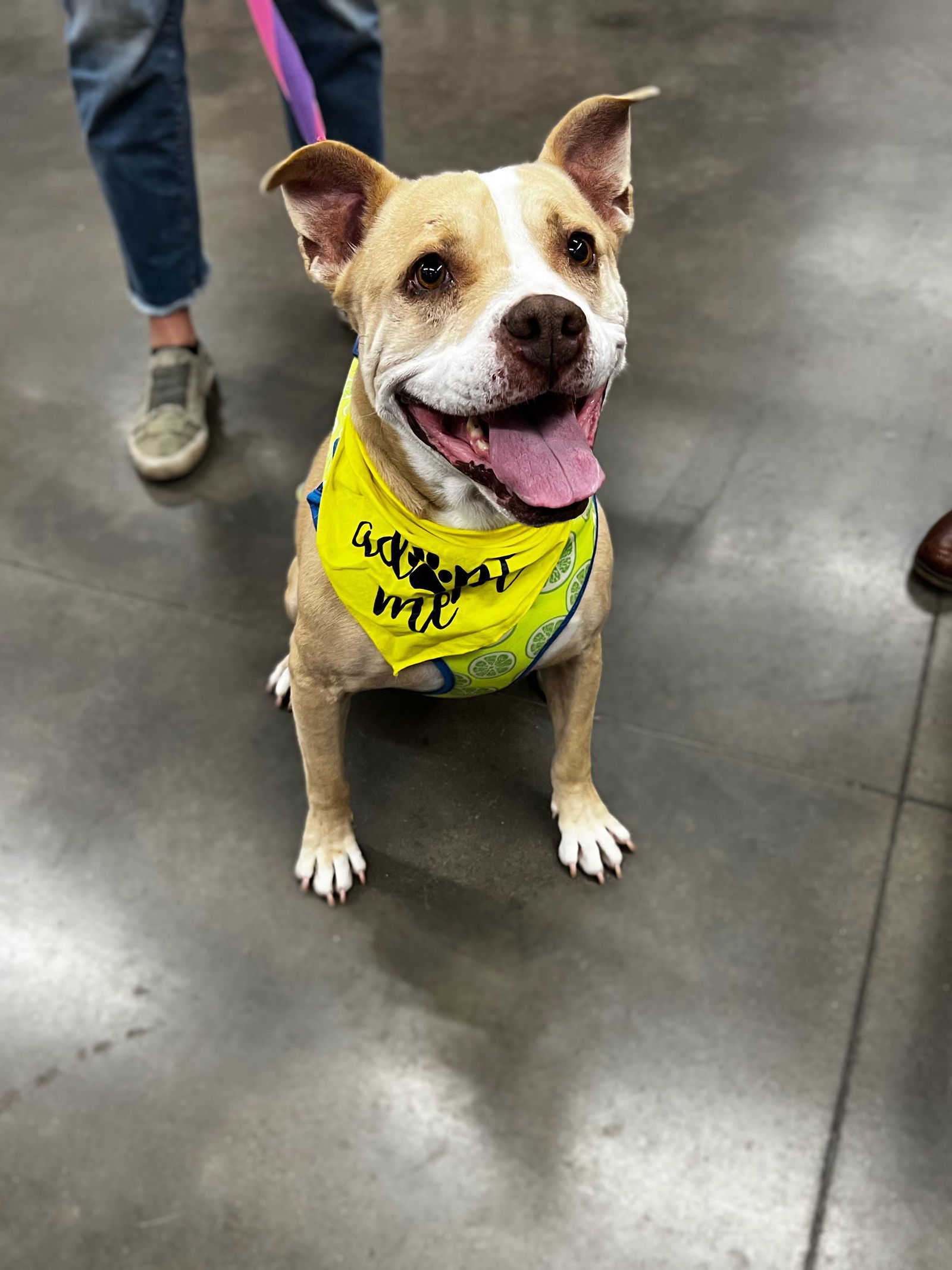 Fiona, an adoptable Pit Bull Terrier, Boxer in Minneapolis, MN, 55412 | Photo Image 1