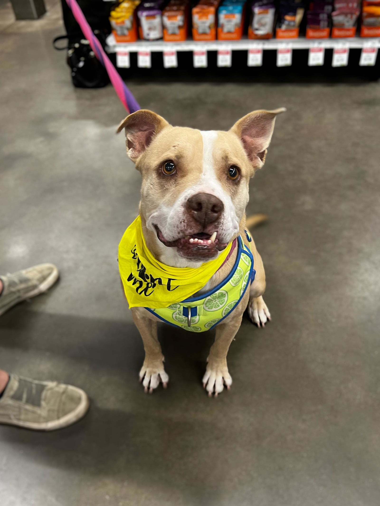 Fiona, an adoptable Pit Bull Terrier, Boxer in Minneapolis, MN, 55412 | Photo Image 2