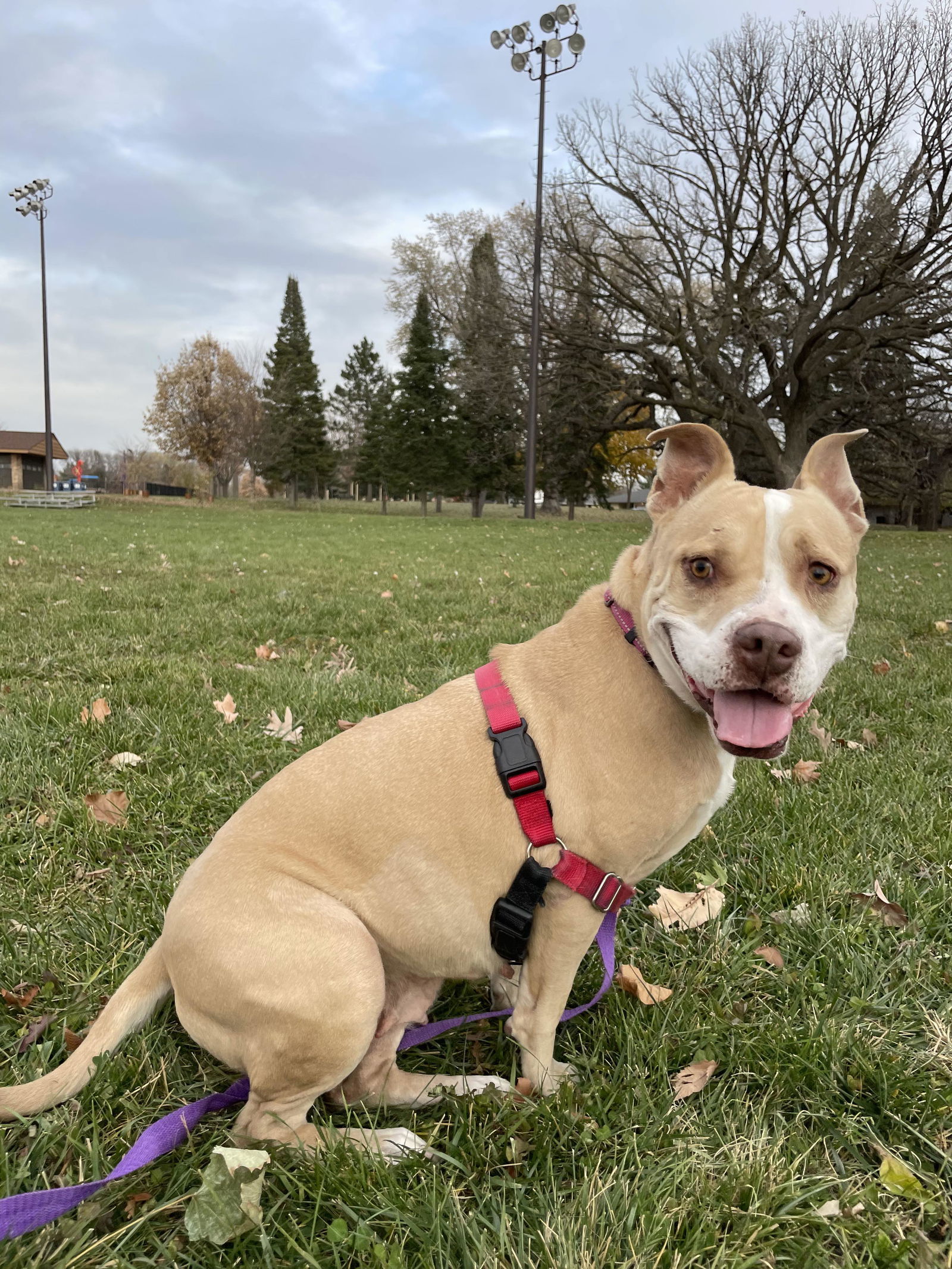 Fiona, an adoptable Pit Bull Terrier, Boxer in Minneapolis, MN, 55412 | Photo Image 3