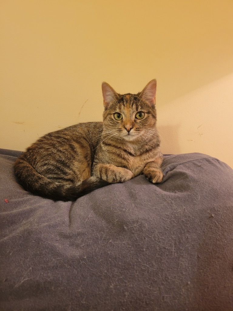 Candy, an adoptable Domestic Short Hair in Evans, GA, 30809 | Photo Image 2