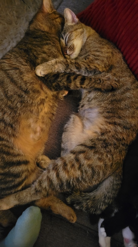 Candy, an adoptable Domestic Short Hair in Evans, GA, 30809 | Photo Image 2