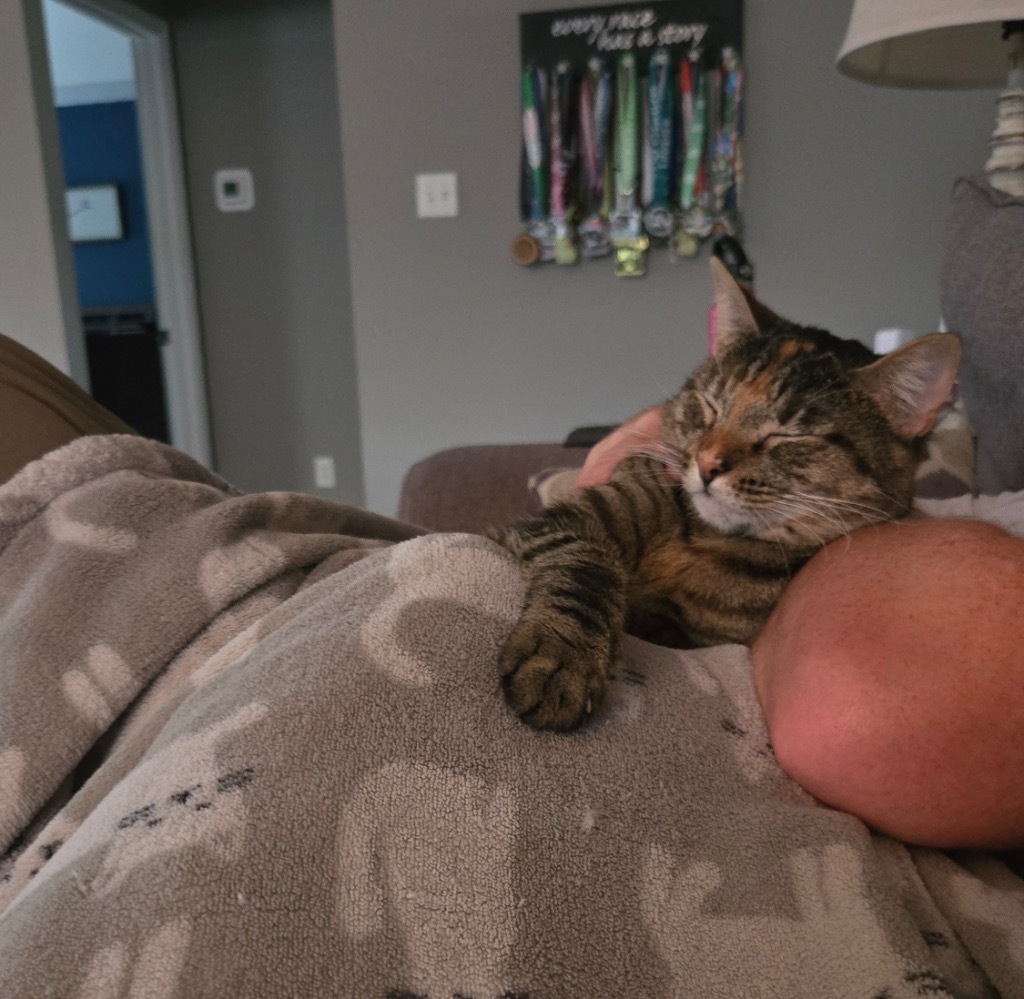 Candy, an adoptable Domestic Short Hair in Evans, GA, 30809 | Photo Image 6