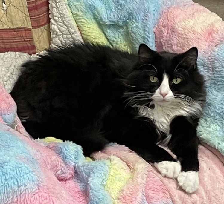 Trixie, an adoptable Domestic Long Hair, Tuxedo in Mitchell, SD, 57301 | Photo Image 1