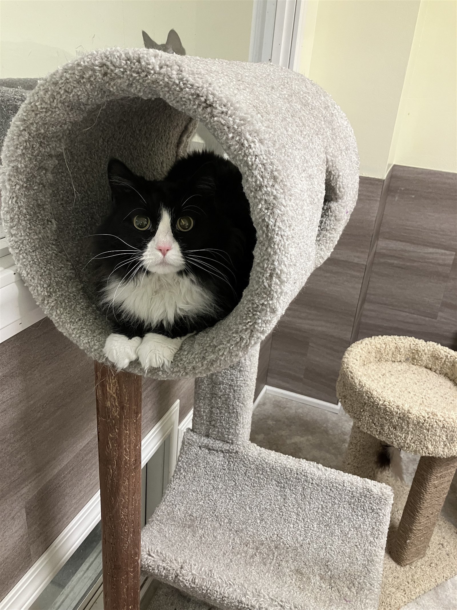 Trixie, an adoptable Domestic Long Hair, Tuxedo in Mitchell, SD, 57301 | Photo Image 2