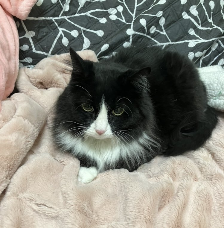 Trixie, an adoptable Domestic Long Hair, Tuxedo in Mitchell, SD, 57301 | Photo Image 3