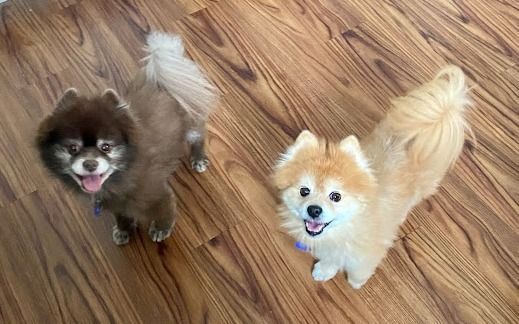 Jack store pom puppies