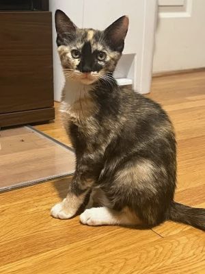 Rosemary, Young Female Domestic Short Hair
