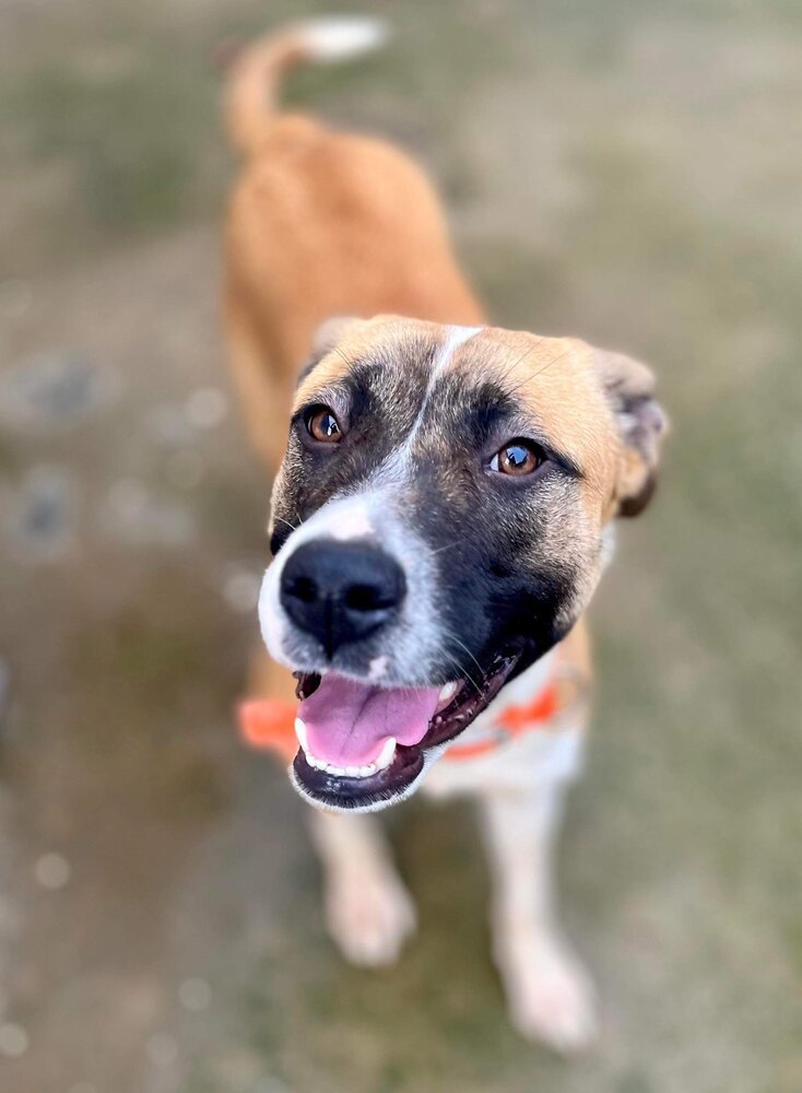 Sable, an adoptable American Staffordshire Terrier in Battle Ground, WA, 98604 | Photo Image 2