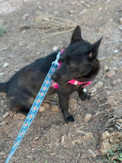 Willow, an adoptable Cattle Dog, Chihuahua in Prescott, AZ, 86303 | Photo Image 2