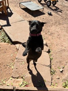 Willow, an adoptable Cattle Dog, Chihuahua in Prescott, AZ, 86303 | Photo Image 5