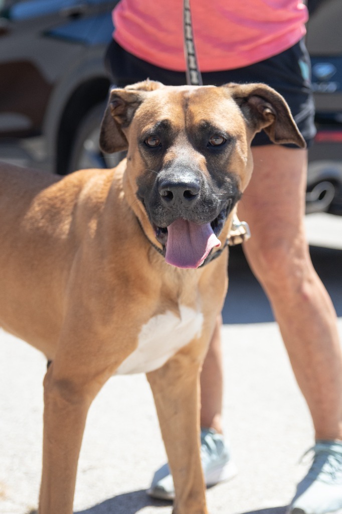 Lorelai, an adoptable Shepherd in Lansing, KS, 66043 | Photo Image 1