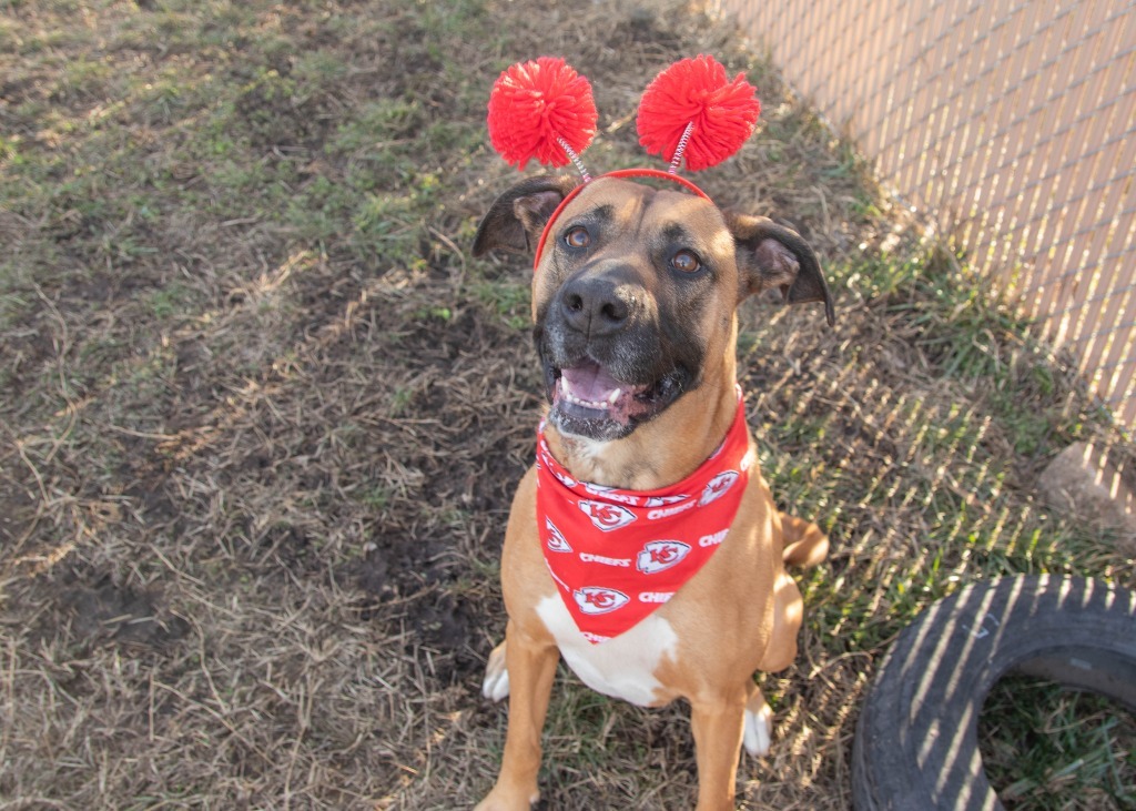 Lorelai, an adoptable Shepherd in Lansing, KS, 66043 | Photo Image 2