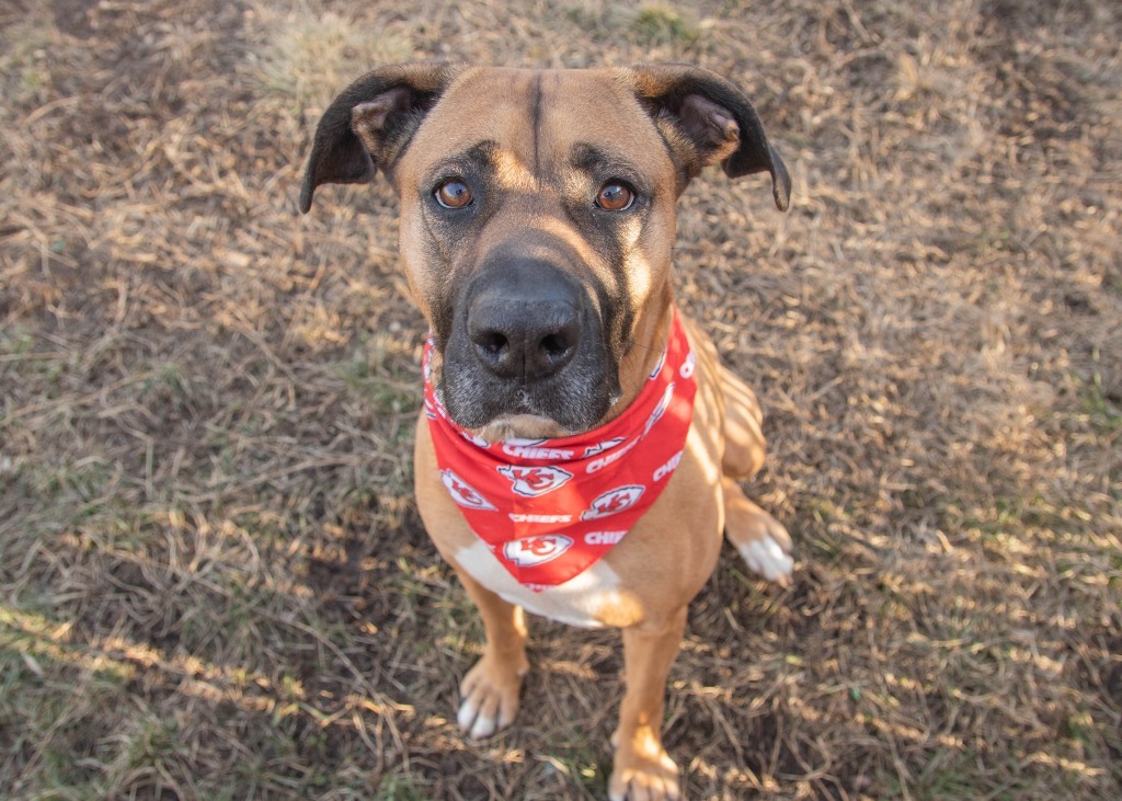 Lorelai, an adoptable Shepherd in Lansing, KS, 66043 | Photo Image 3