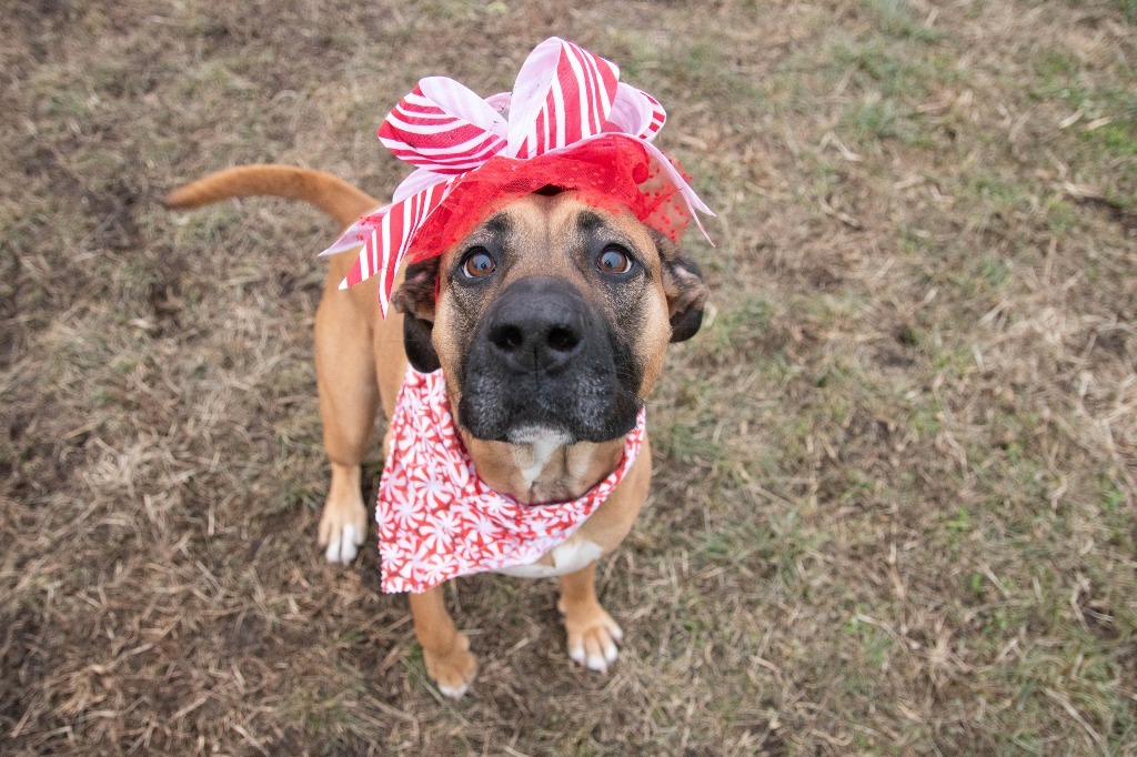 Lorelai, an adoptable Shepherd in Lansing, KS, 66043 | Photo Image 4