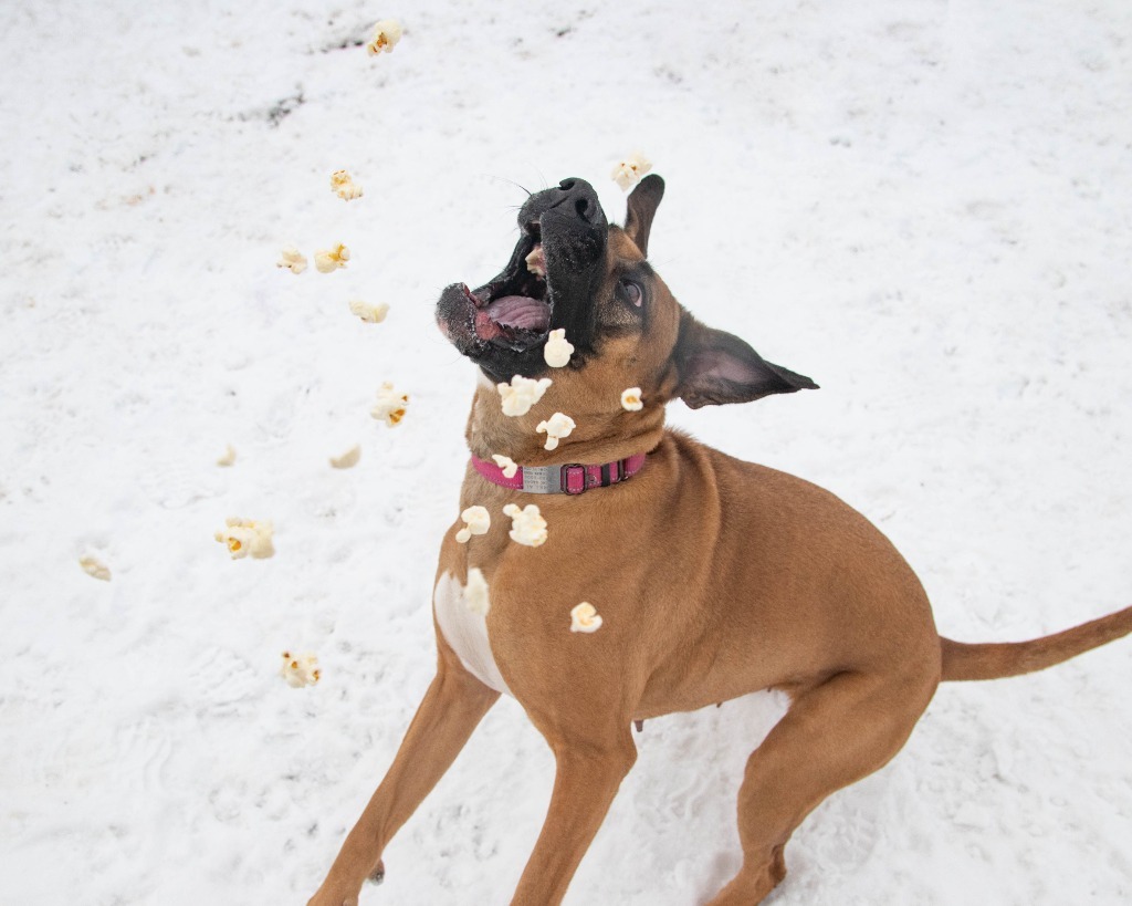 Lorelai, an adoptable Shepherd in Lansing, KS, 66043 | Photo Image 5