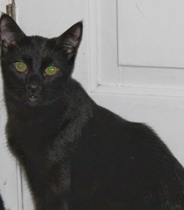 Mo, an adoptable Domestic Short Hair in Ogden, UT, 84409 | Photo Image 1