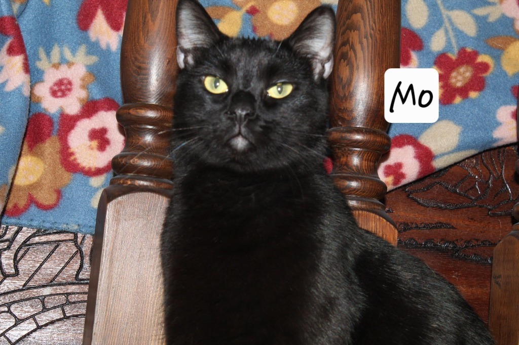 Mo, an adoptable Domestic Short Hair in Ogden, UT, 84409 | Photo Image 1