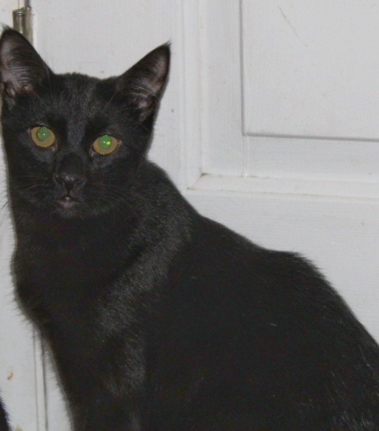 Mo, an adoptable Domestic Short Hair in Ogden, UT, 84409 | Photo Image 2