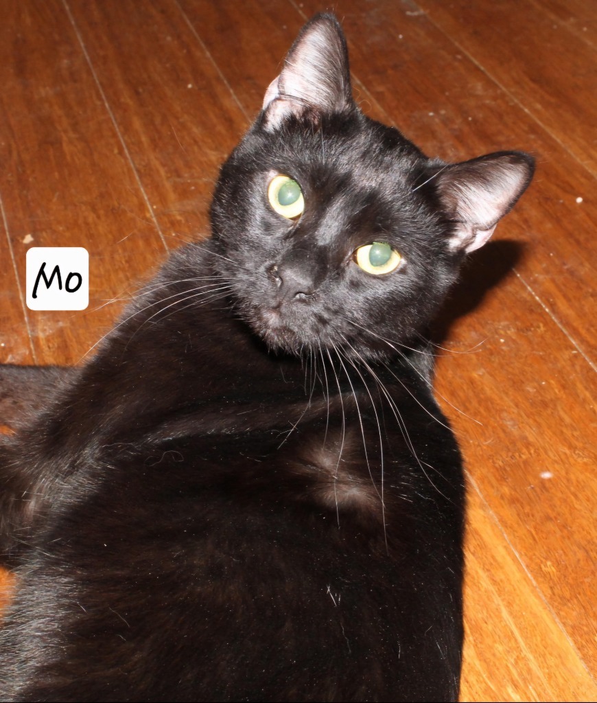 Mo, an adoptable Domestic Short Hair in Ogden, UT, 84409 | Photo Image 4
