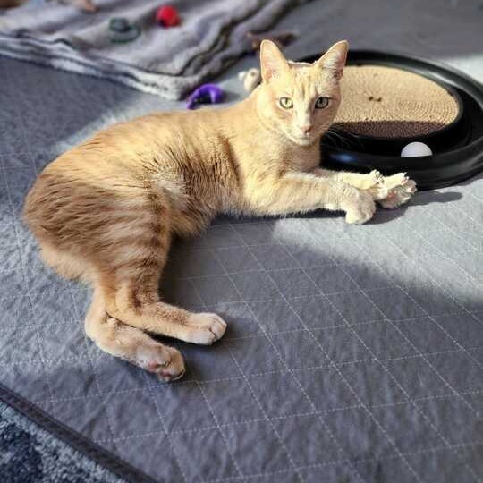 Manx for the Memories, an adoptable Manx in Austin, TX, 78704 | Photo Image 1