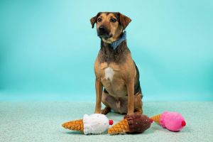 168480 Maximus (Off Site Foster)