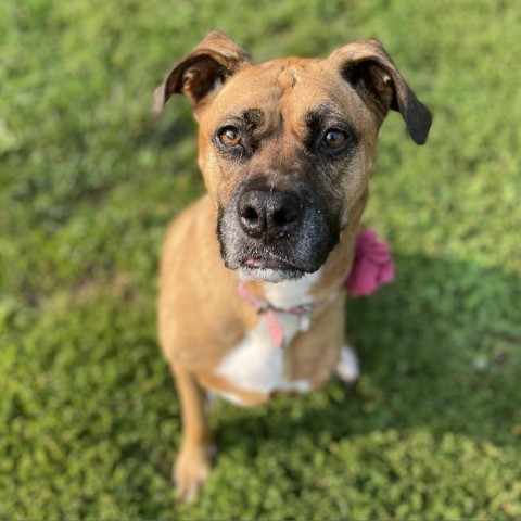 Dog for adoption - Charleigh, a Boxer Mix in Lynchburg, VA | Petfinder