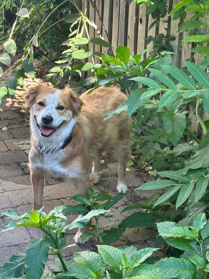 Meeka, an adoptable Golden Retriever, Spaniel in Westminster, MD, 21158 | Photo Image 1