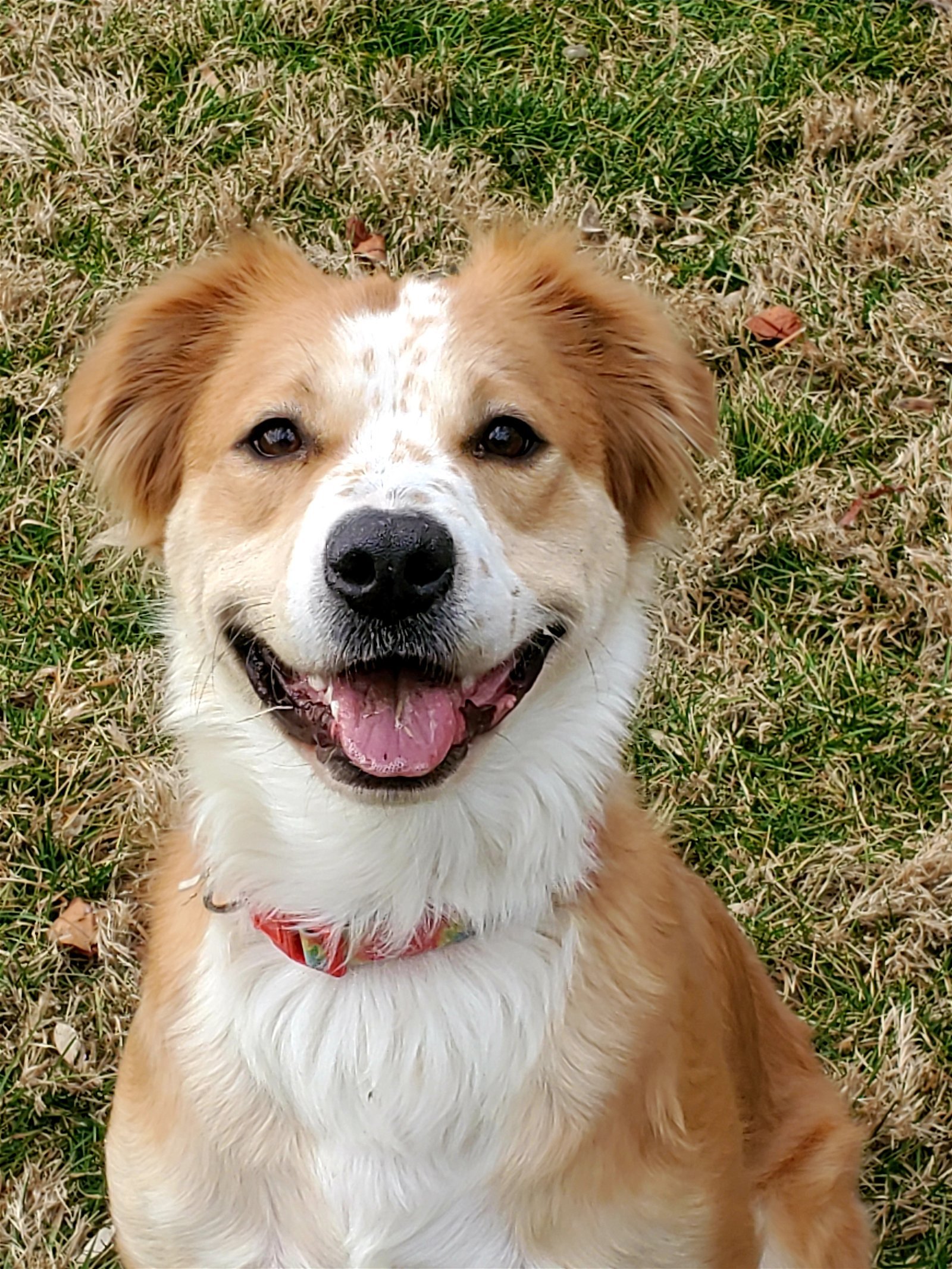 Meeka, an adoptable Golden Retriever, Spaniel in Westminster, MD, 21158 | Photo Image 2