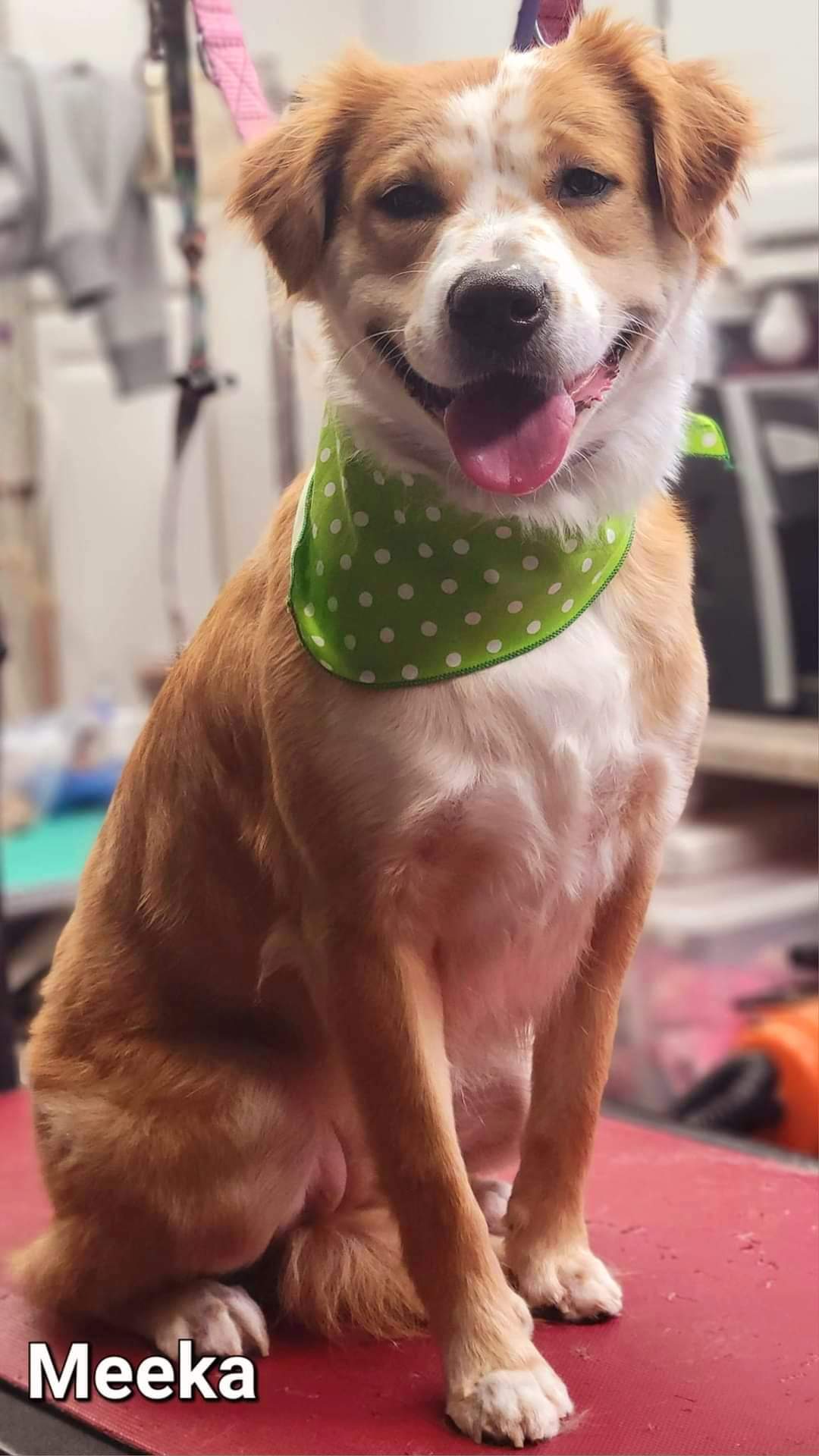 Meeka