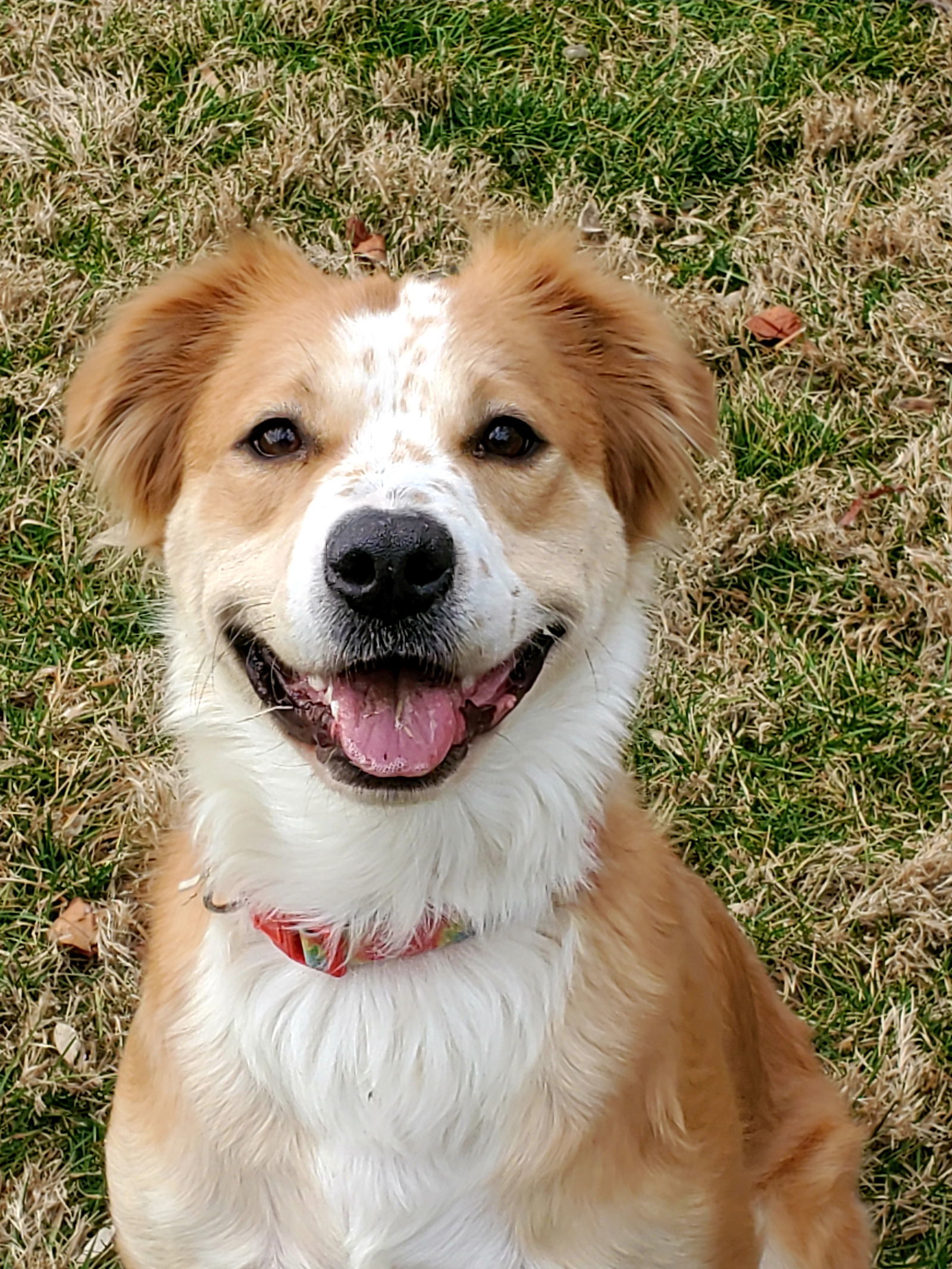 Meeka, an adoptable Golden Retriever, Spaniel in Westminster, MD, 21158 | Photo Image 3