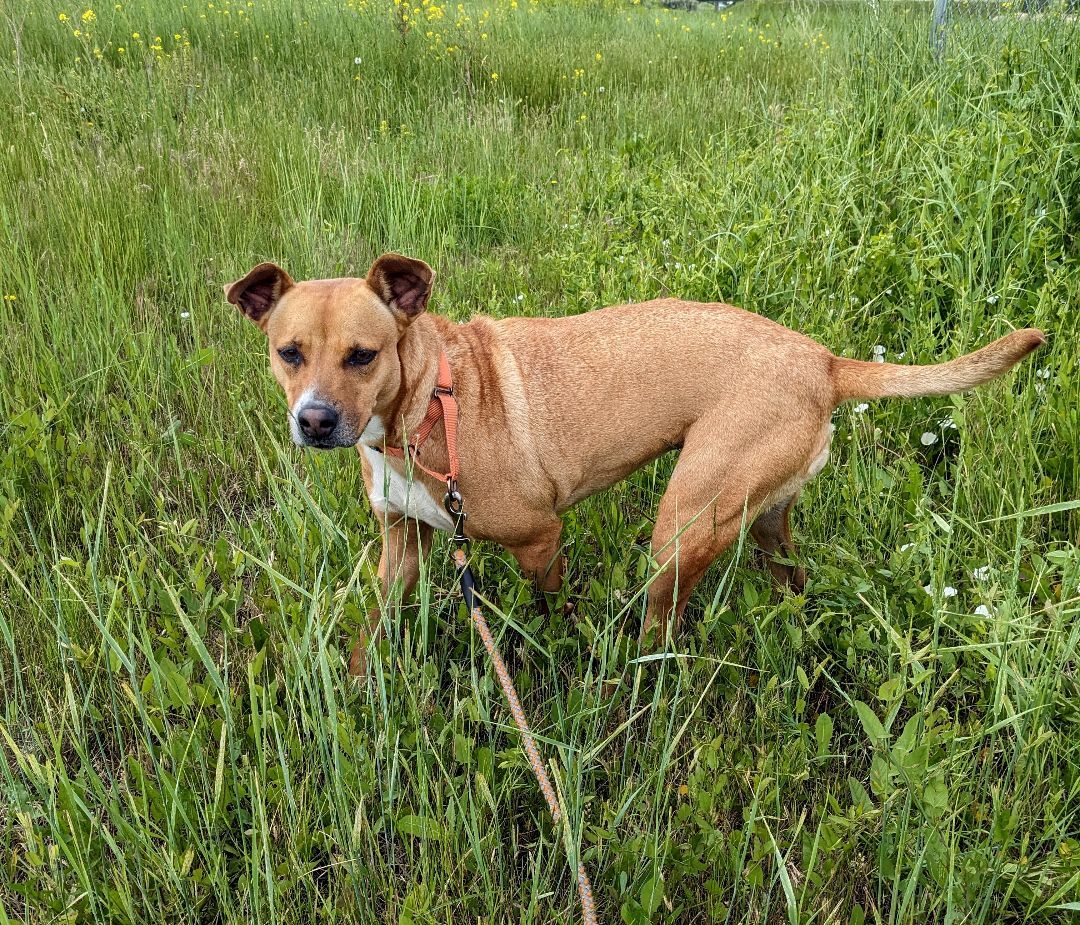 Isadora, an adoptable Black Mouth Cur, Mixed Breed in Sheridan, WY, 82801 | Photo Image 1