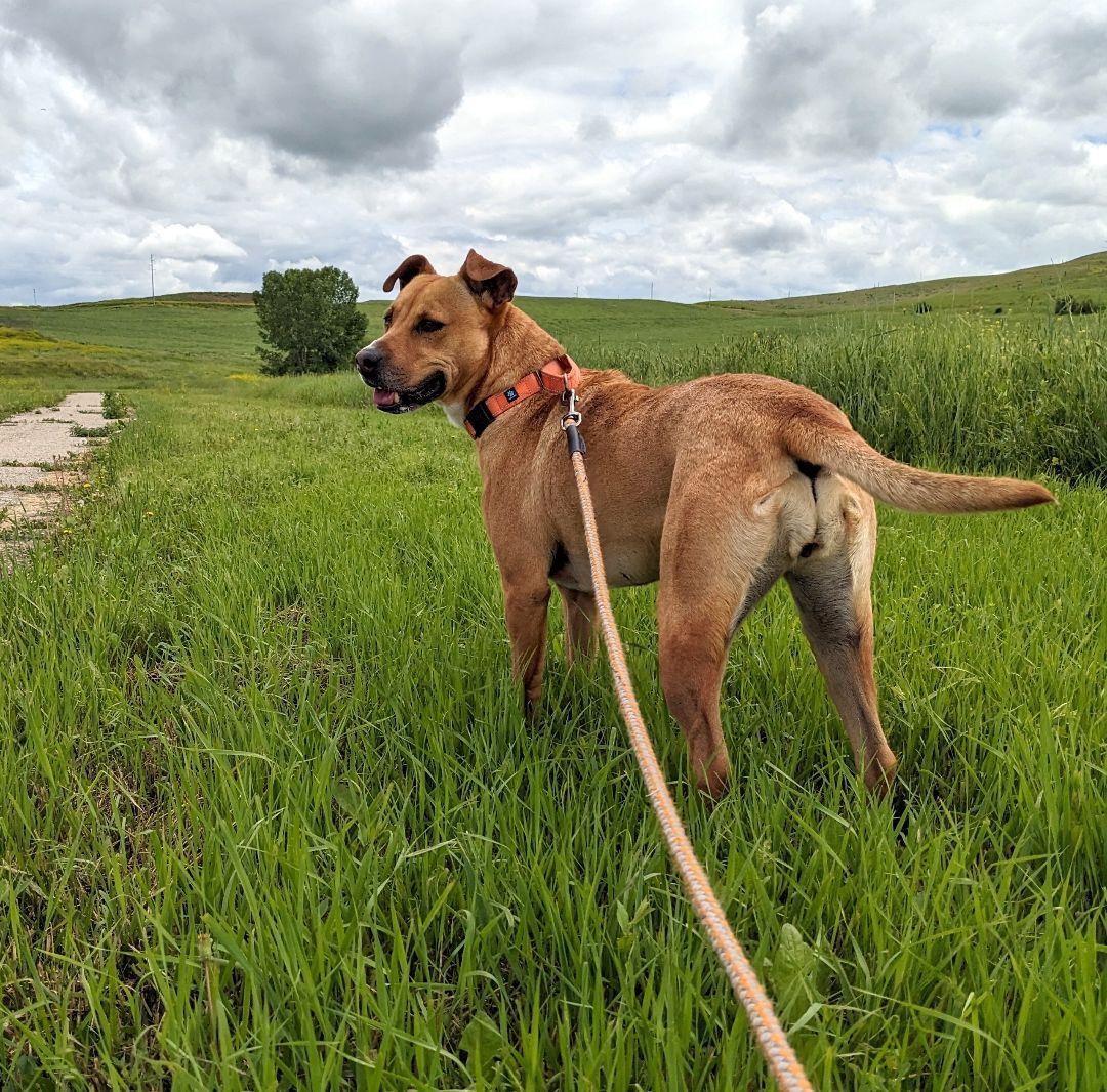 Isadora, an adoptable Black Mouth Cur, Mixed Breed in Sheridan, WY, 82801 | Photo Image 3