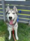 Laika