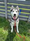Laika