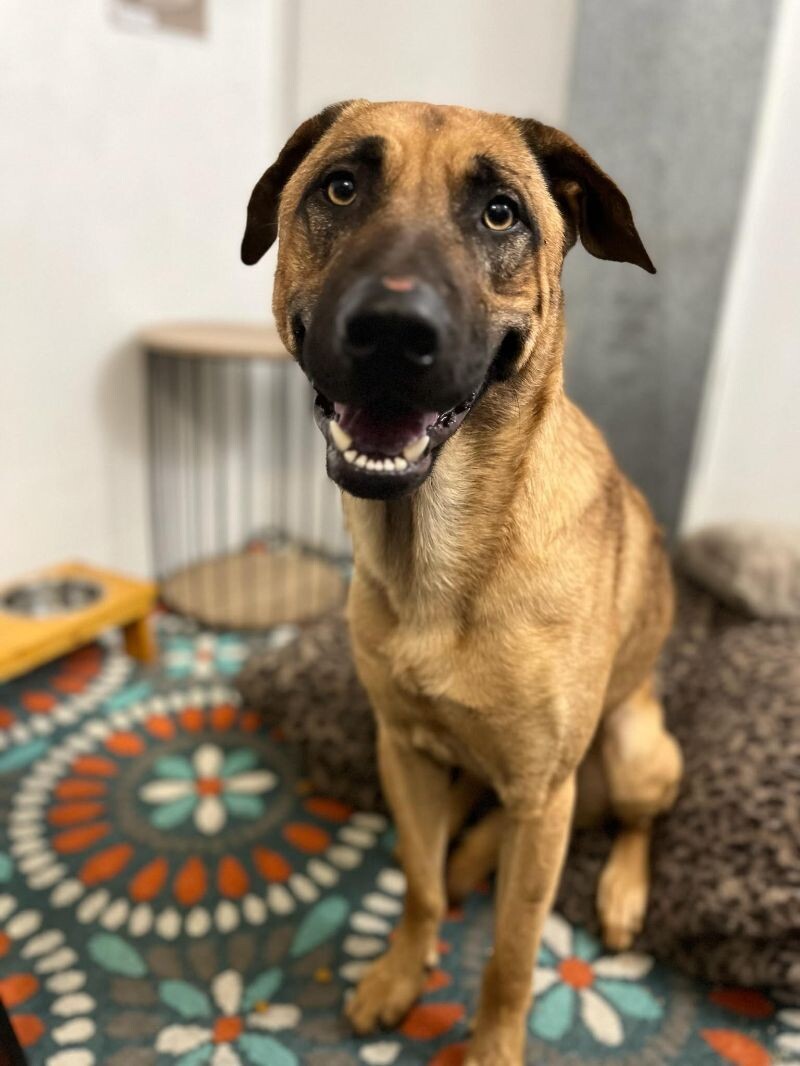 Loki, an adoptable Belgian Shepherd / Malinois, Mixed Breed in Roanoke, VA, 24016 | Photo Image 1