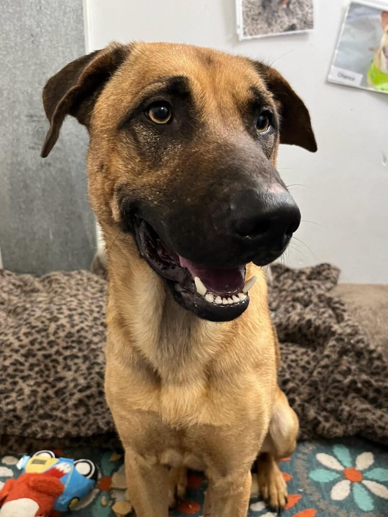 Loki, an adoptable Belgian Shepherd / Malinois, Mixed Breed in Roanoke, VA, 24016 | Photo Image 2