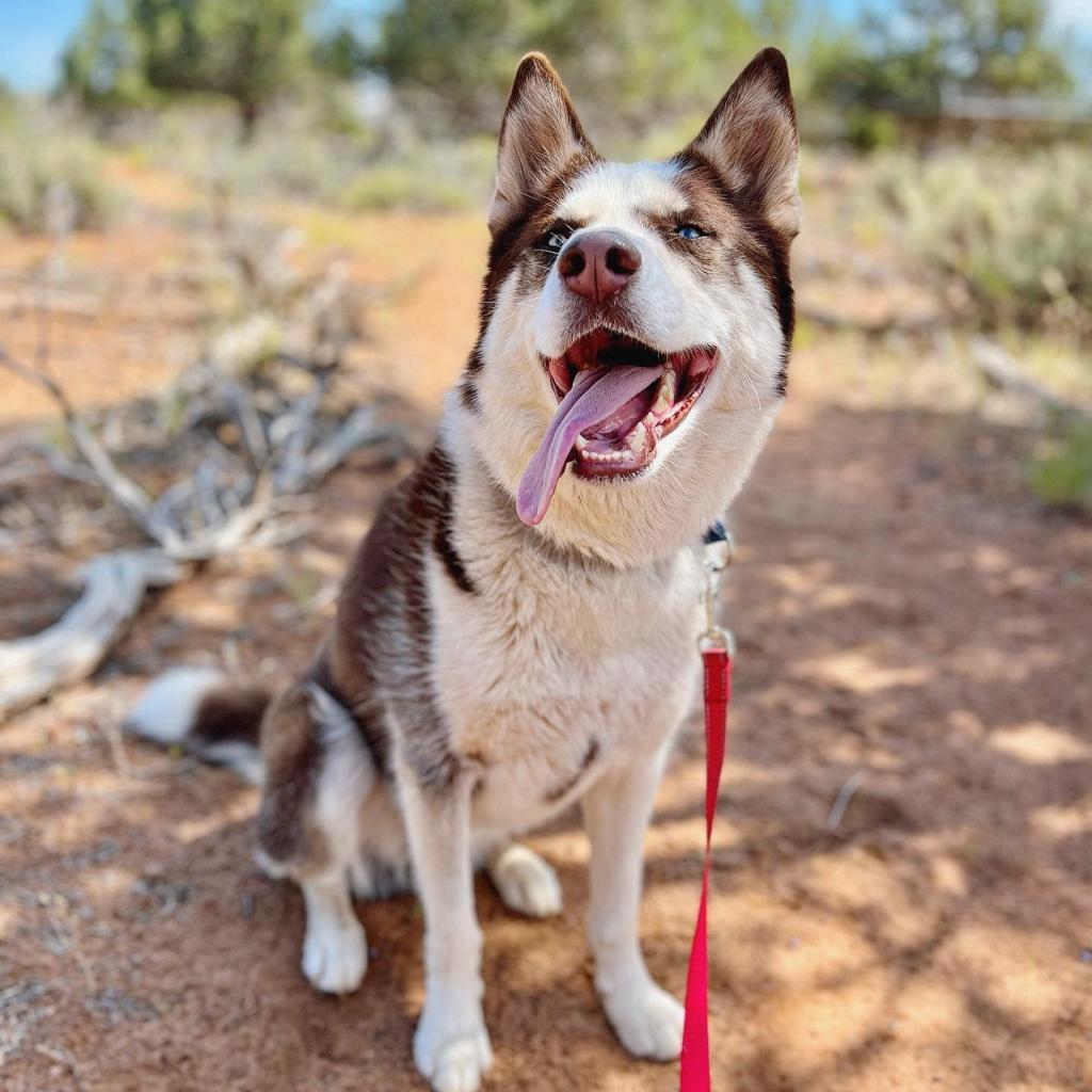 Shiro, an adoptable Husky in Kanab, UT, 84741 | Photo Image 1