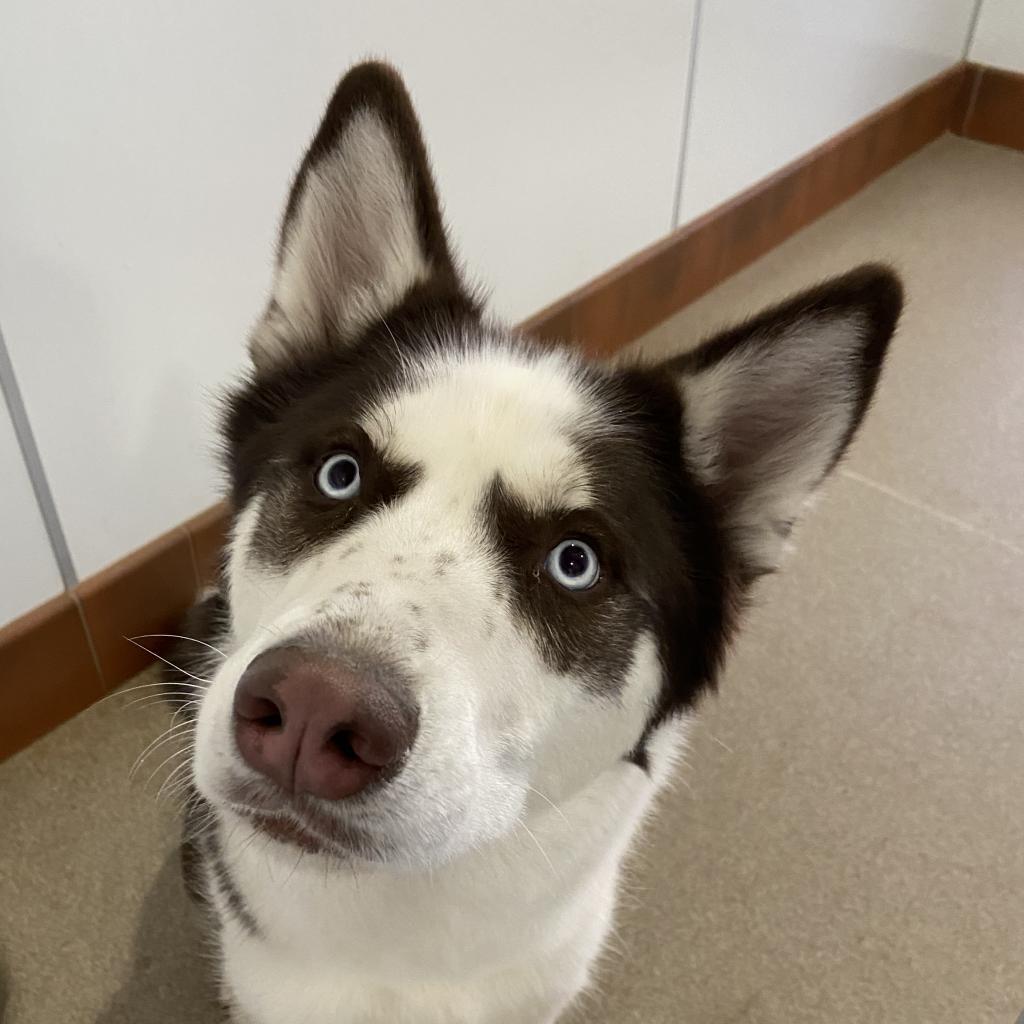 Shiro, an adoptable Husky in Kanab, UT, 84741 | Photo Image 1