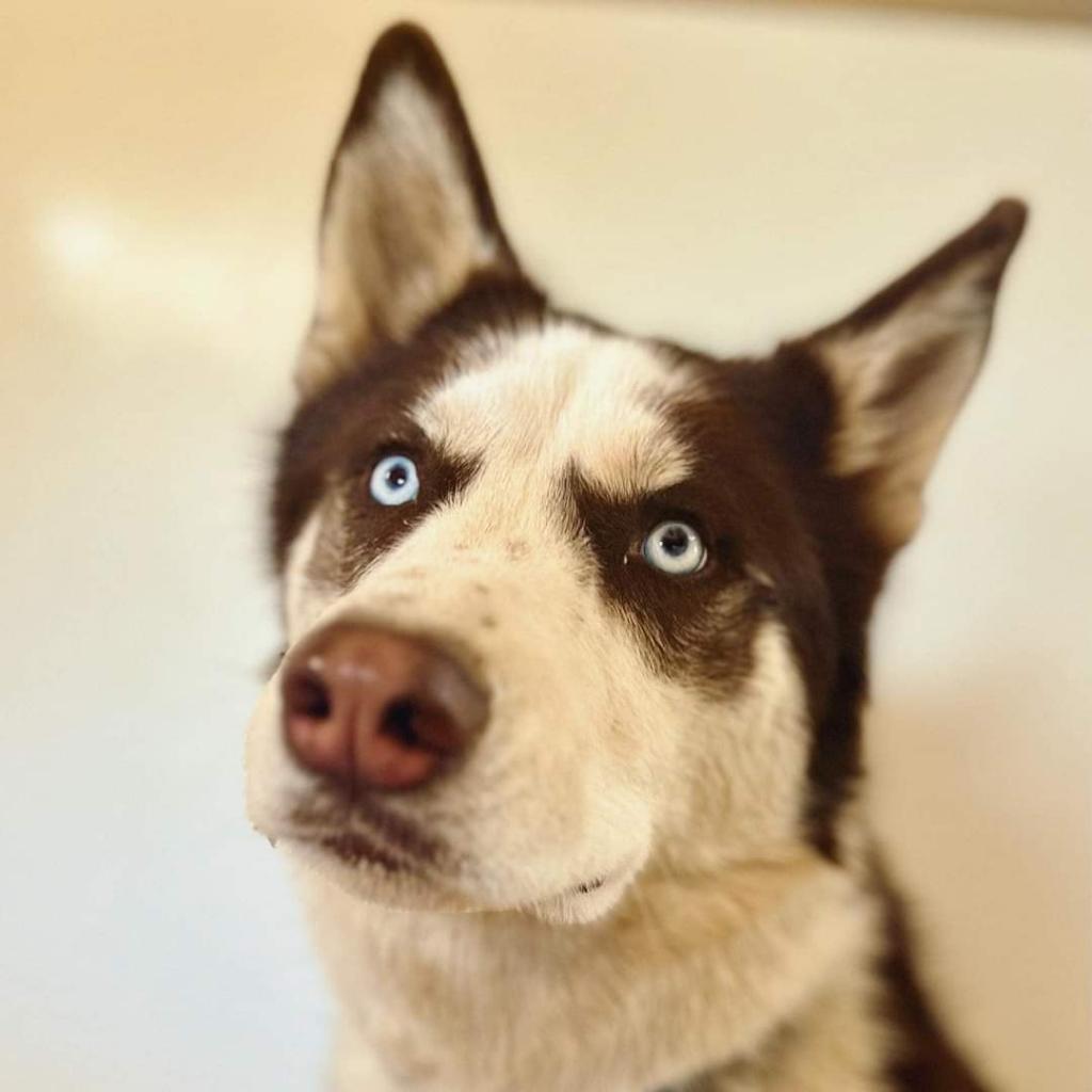 Shiro, an adoptable Husky in Kanab, UT, 84741 | Photo Image 2