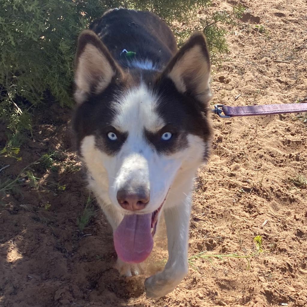 Shiro, an adoptable Husky in Kanab, UT, 84741 | Photo Image 3