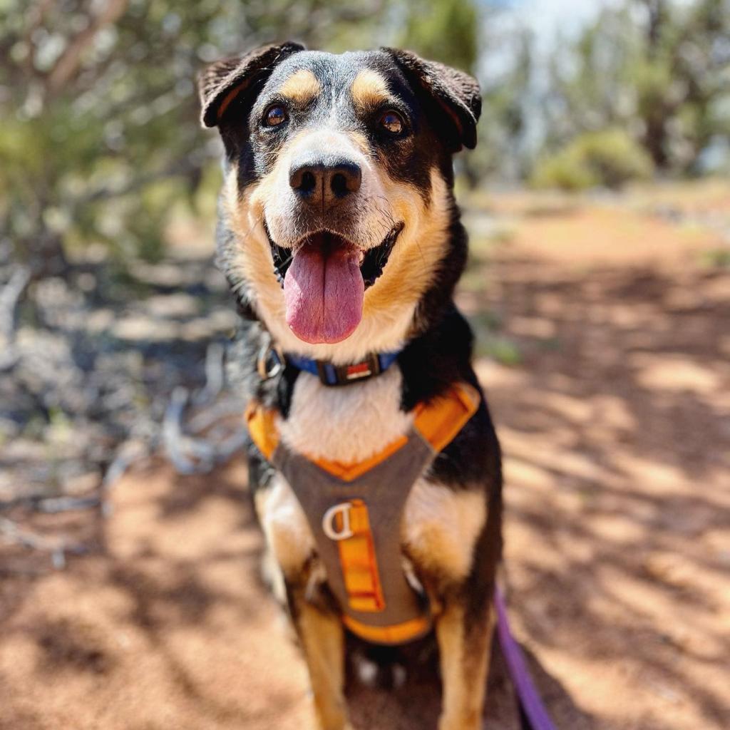 Dodge, an adoptable Australian Shepherd in Kanab, UT, 84741 | Photo Image 1