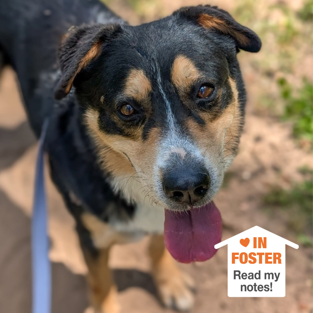 Dodge, an adoptable Australian Shepherd in Kanab, UT, 84741 | Photo Image 1