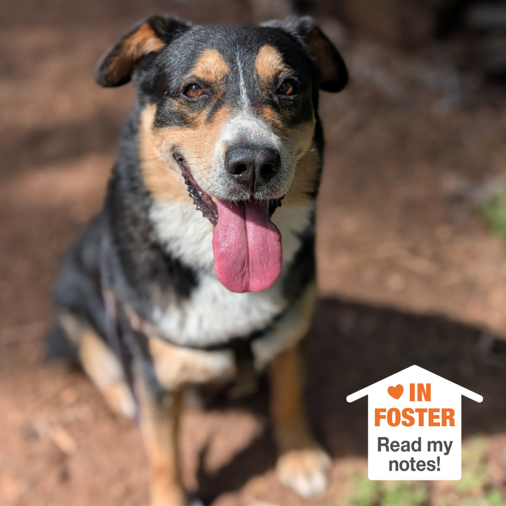 Dodge, an adoptable Australian Shepherd in Kanab, UT, 84741 | Photo Image 1